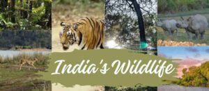 India's wildlife