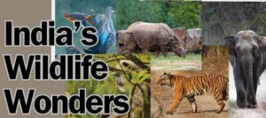 India's wildlife wonders