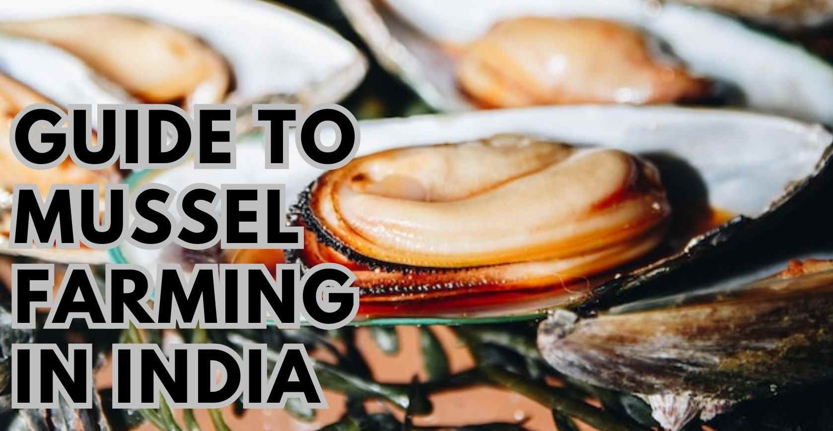 Guide to Mussel Farming in India